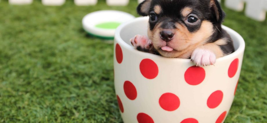 Ramener votre nouveau chien à la maison : Préparation et premières étapes - Secrets de Chiens Ramener votre nouveau chien à la maison : Préparation et premières étapes