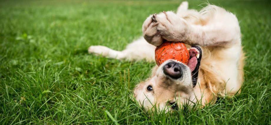 Intolérances alimentaire du chien : causes et traitements