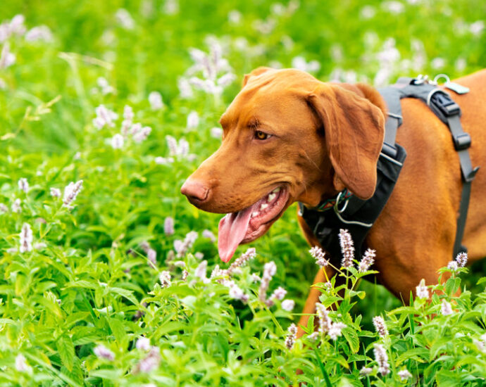 Cystite chez le chien : 3 conseils pour prévenir cette infection urinaire