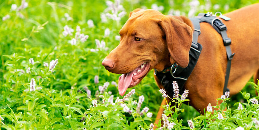 Cystite chez le chien : 3 conseils pour prévenir cette infection urinaire - Secrets de Chiens Cystite chez le chien : 3 conseils pour prévenir cette infection urinaire